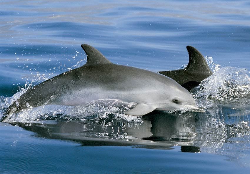 delfines-tenerife