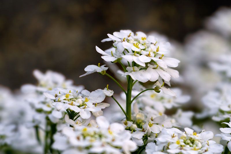 cuidados lobularia 8