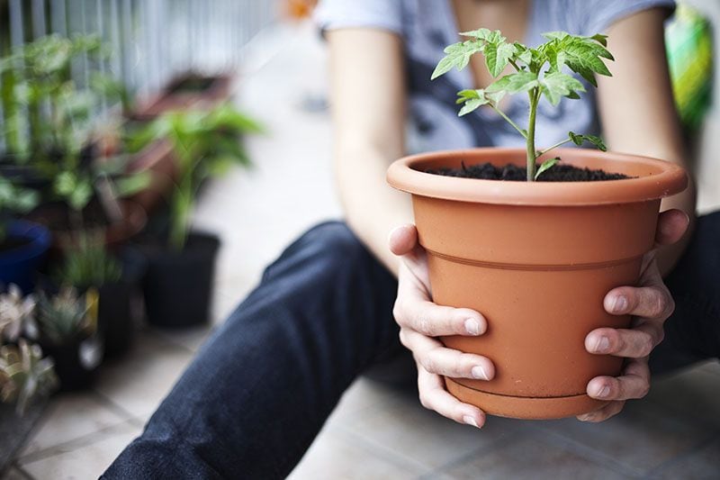 cultivar plantas tomateras 4