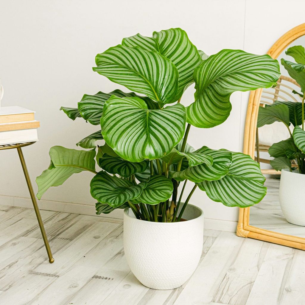 Calathea orbifolia