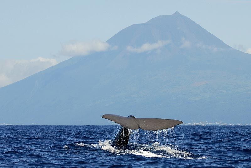 azores-avistamientos-ballenas