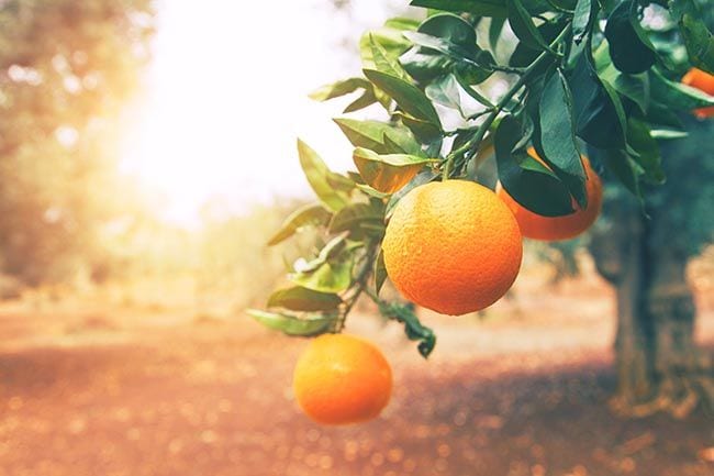 Naranjas de Brasil, cuando el consumo baja