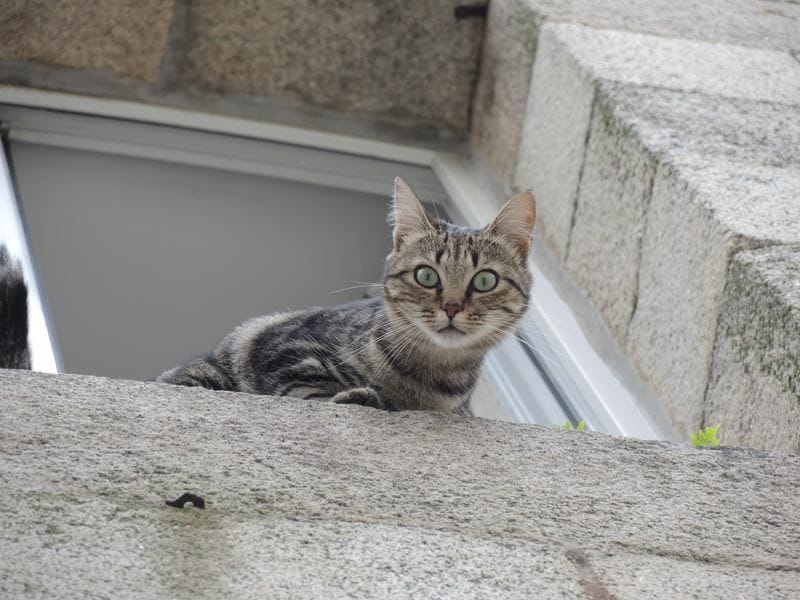 gato ventana