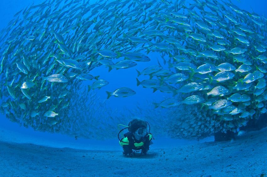 buceo-Fondos-Gran-Canaria