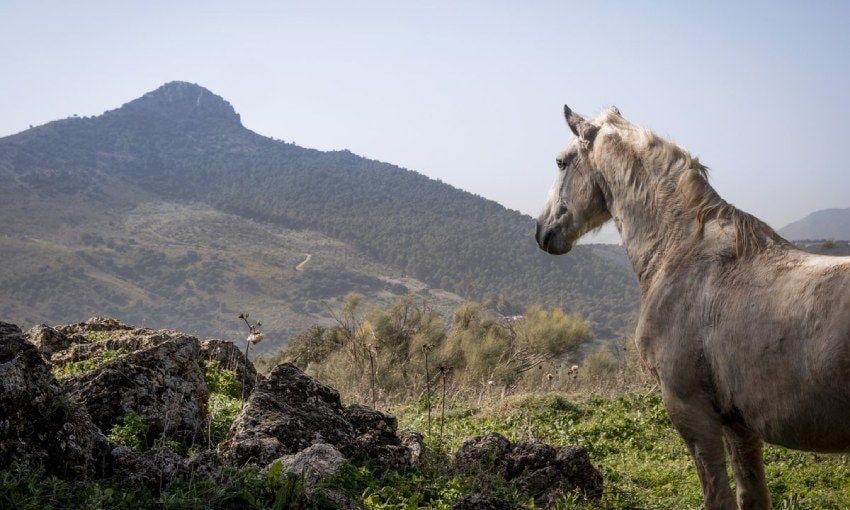 Caballos lusitanos en La Donaira, un eco-alojamiento de lujo en la serranía de Ronda, Málaga