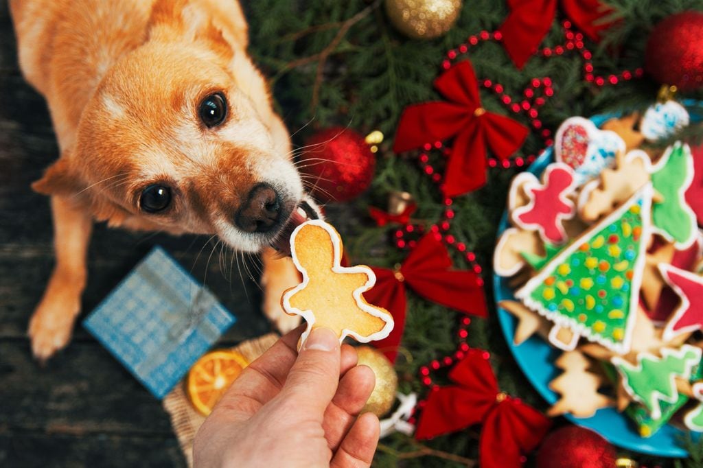 Dar galletas navideñas a un perro