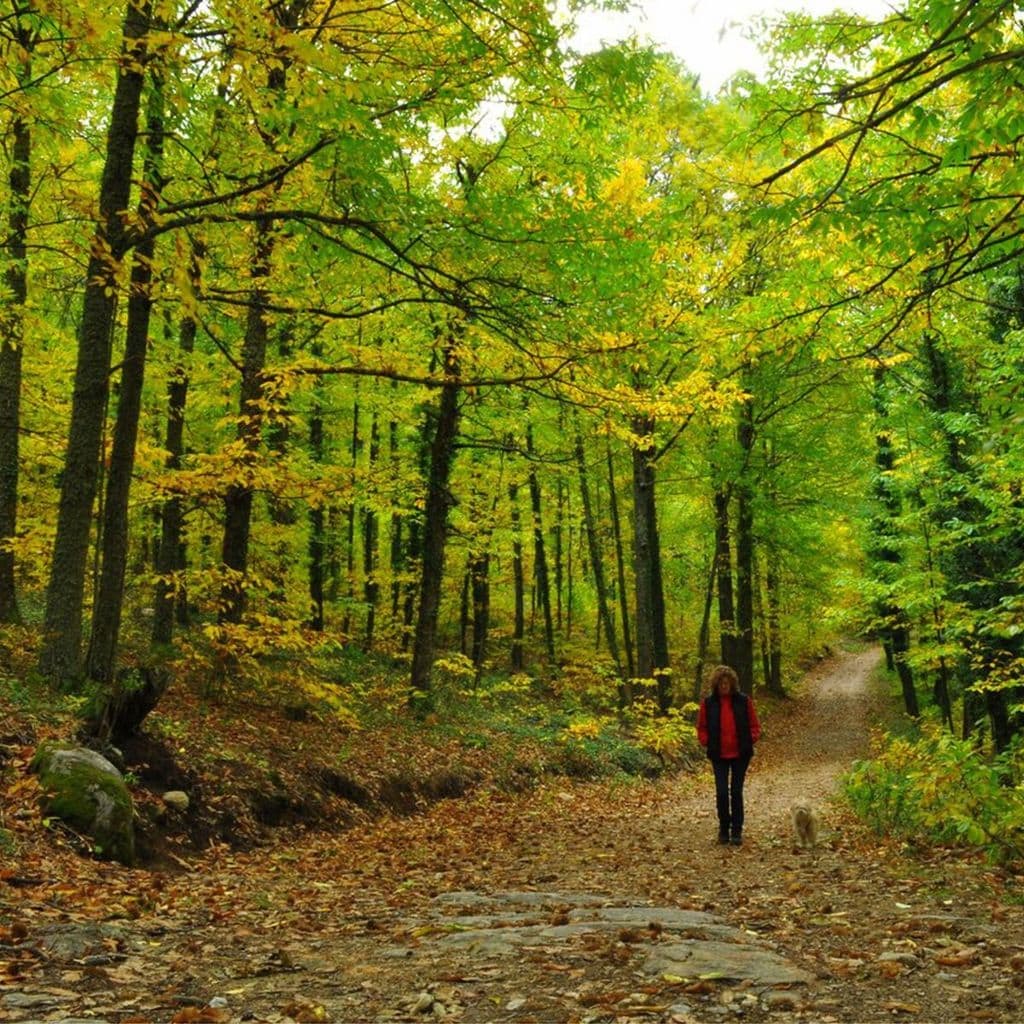 bosques de ambroz c ceres 