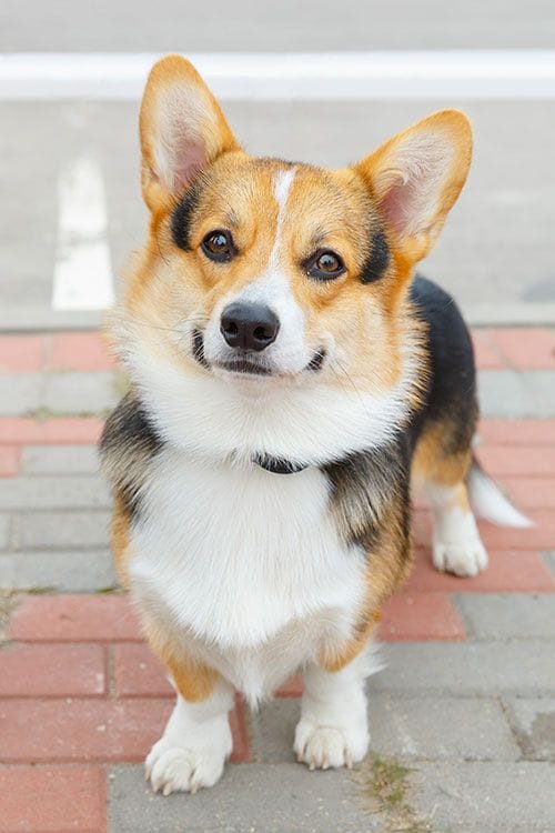 Corgi galés de Pembroke