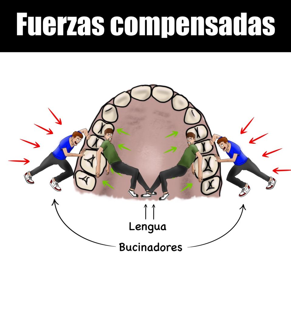 Ilustración del Dr. Christian Calvo Henríquez que muestra el efecto positivo de la posición correcta de la lengua