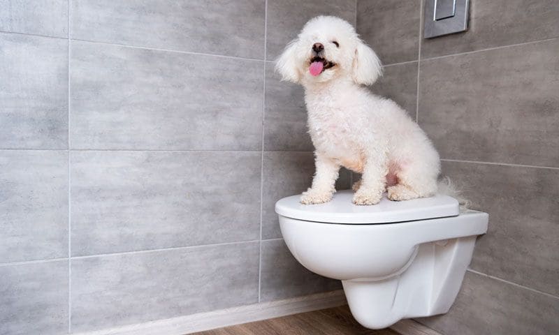 bichon havanero5