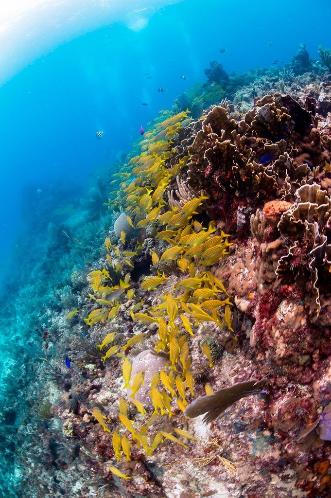 Snorkel en Isla Mujeres 