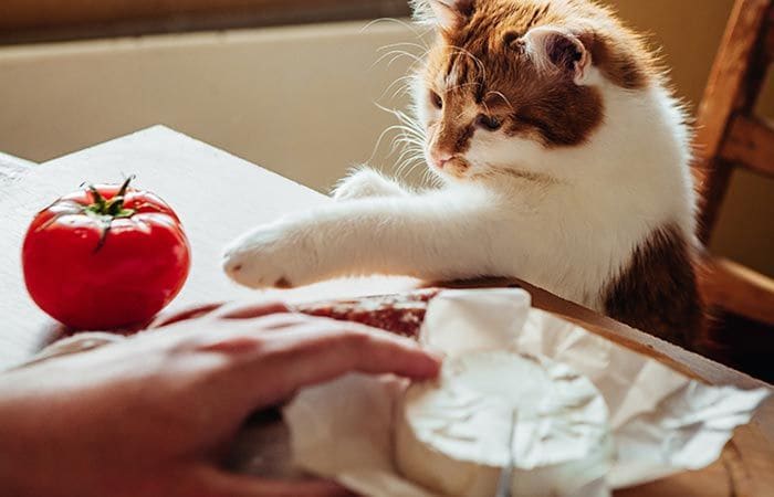 Cuántas calorías de más le das a tu mascota 