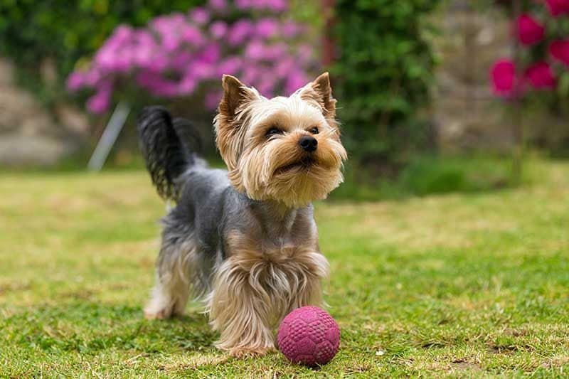 Yorkshire terrier AdobeStock_113016403