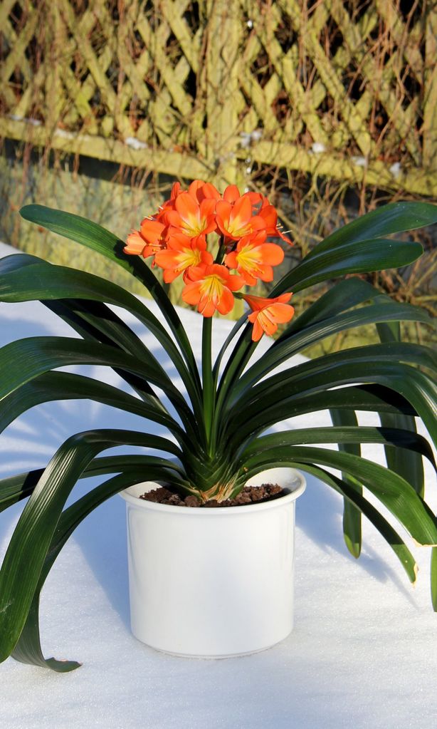 clivia miniata