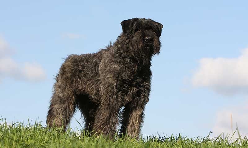 perro pastor boyero de flandes