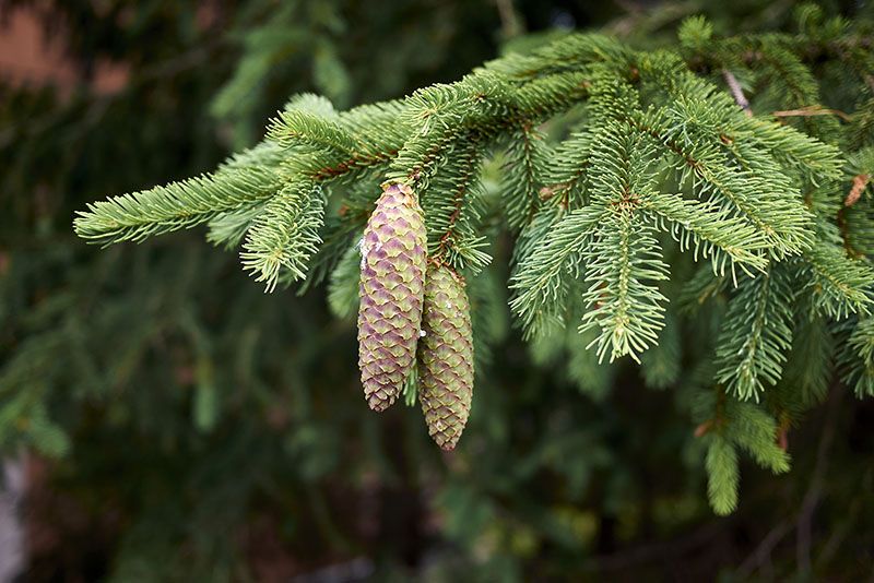 arbol navidad natural 2