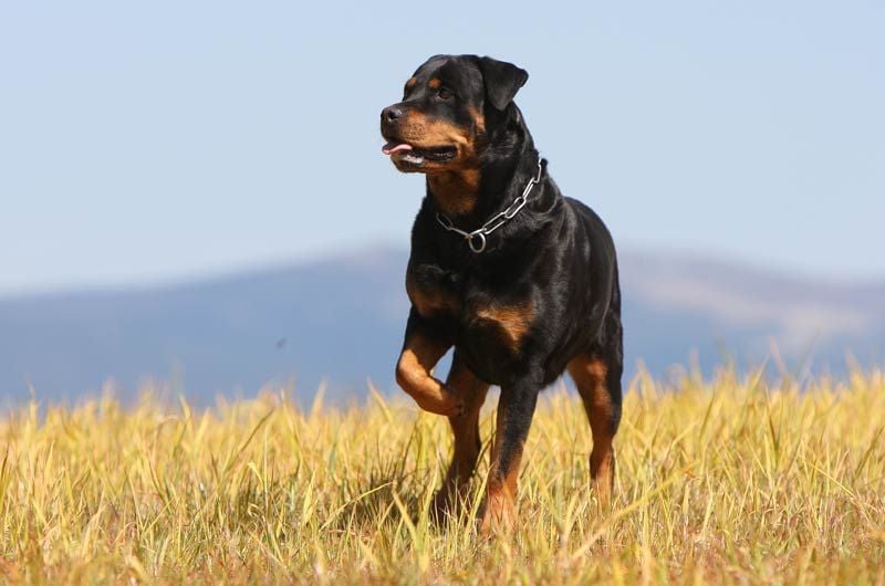 rottweiler trigo