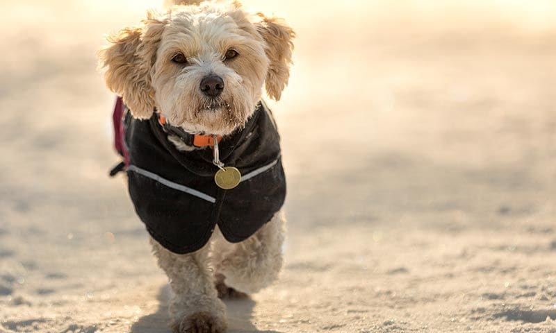 perros vacunas desparasitacion octubre