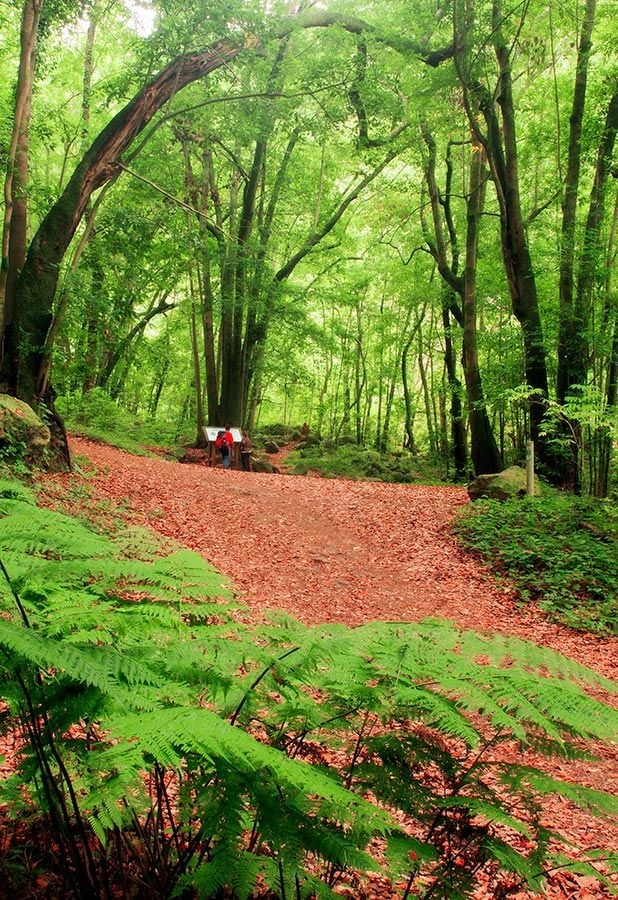 LaPalma_BosqueLosTilos canarias