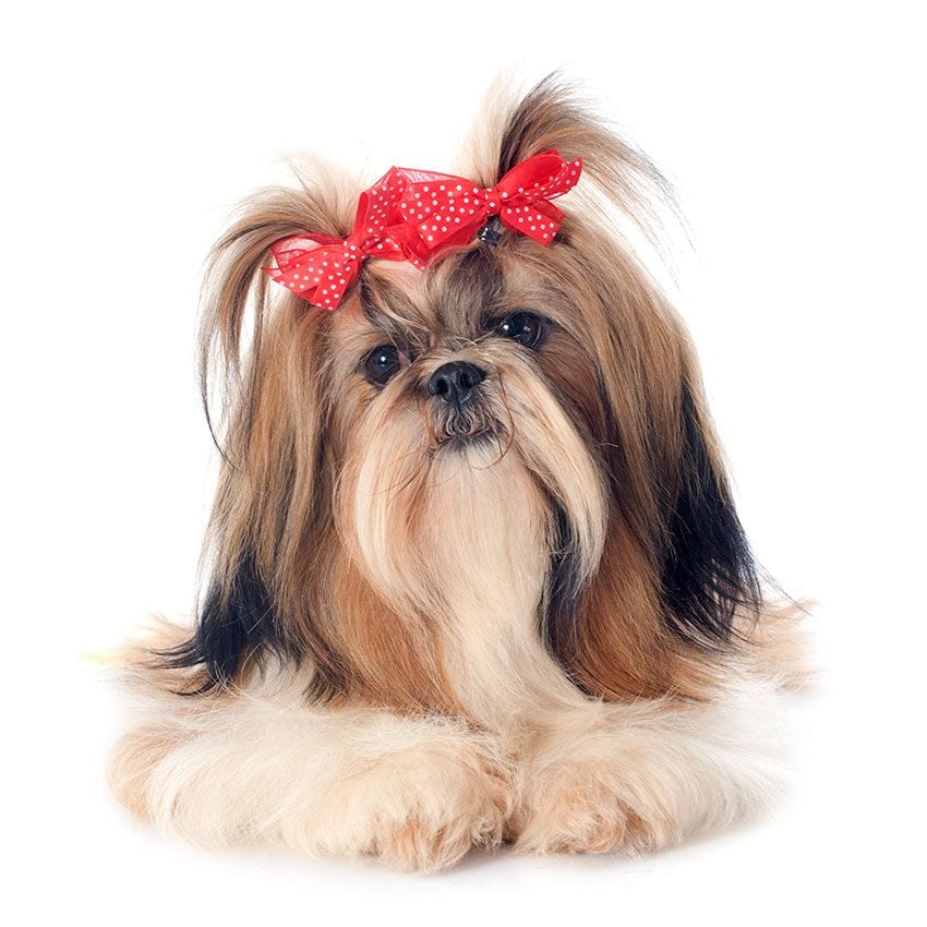 shih tzu