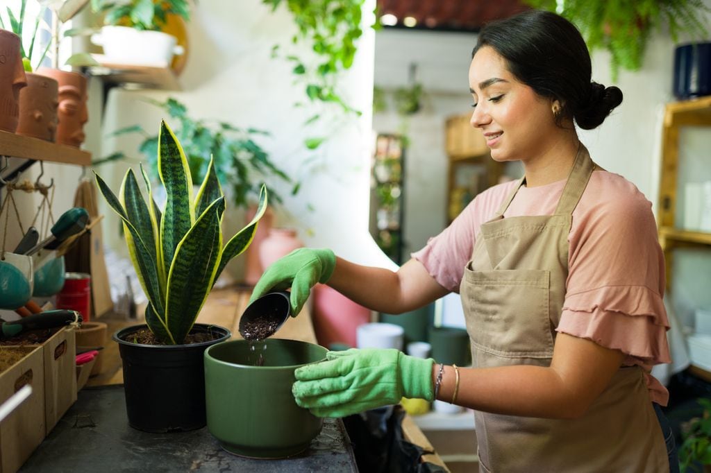 Mujer trasplantando una sansevieria o lengua de suegra