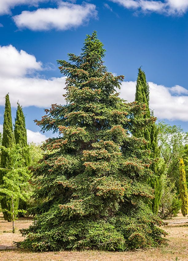 arbol navidad natural 6