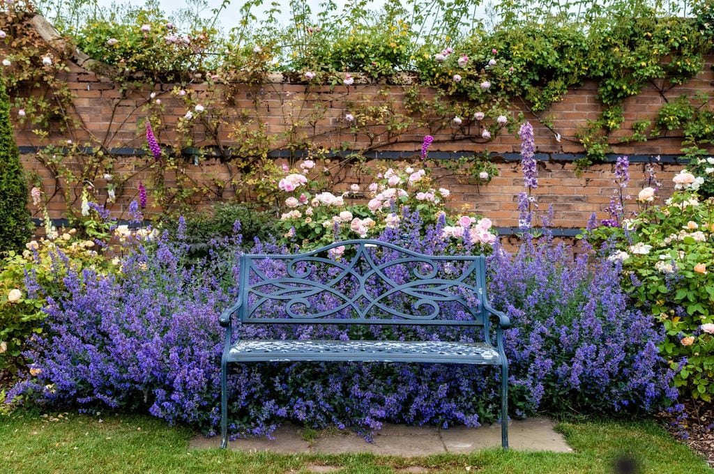 Hermoso banco cerca de coloridas y aromáticas flores de la hierba gatera