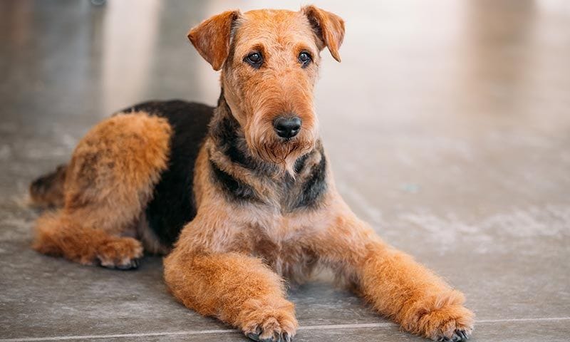 airedale