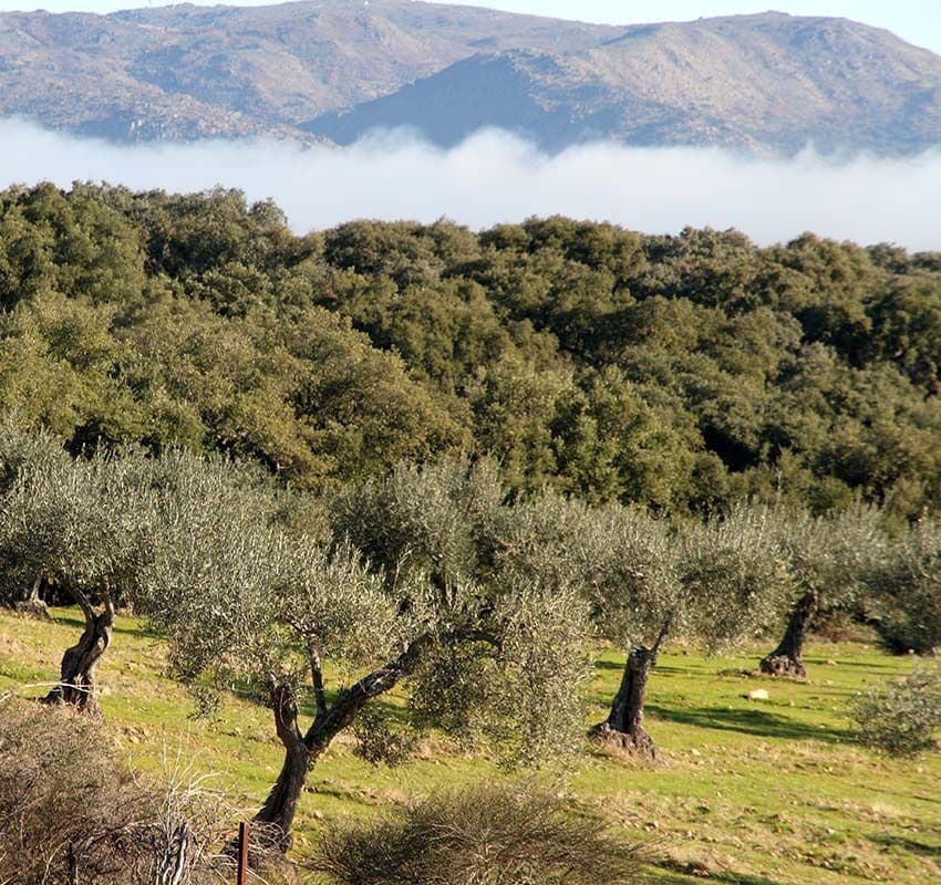 Dehesa de encinas en la Sierra de Montánchez-Tamuja, Cáceres