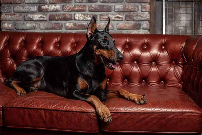 doberman istock