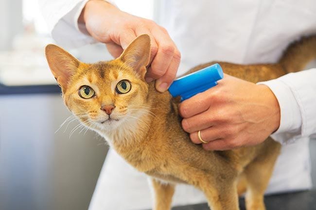 Así funciona el microchip de la las mascotas