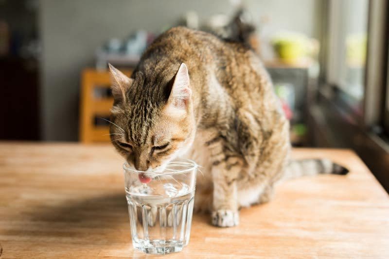 gatito vaso