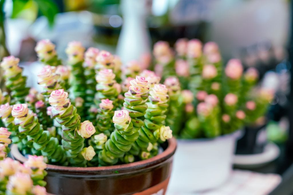 crassula perforata o planta acordeon