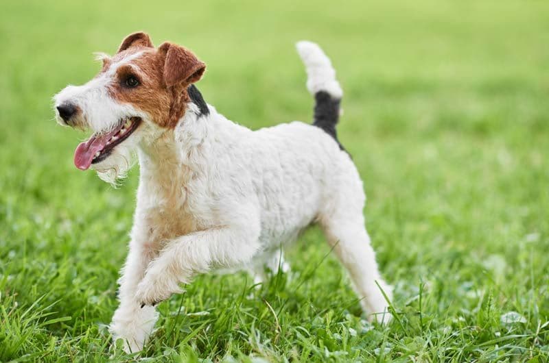 istock fox terrier