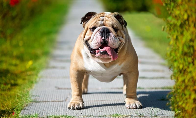 bulldog ingles