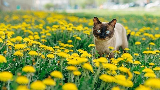 Cambios fisiológicos de los gatos