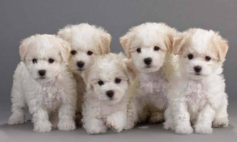 bichon maltes