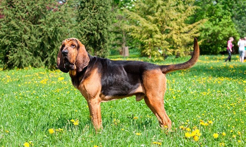 razas perro caza perro de san huberto