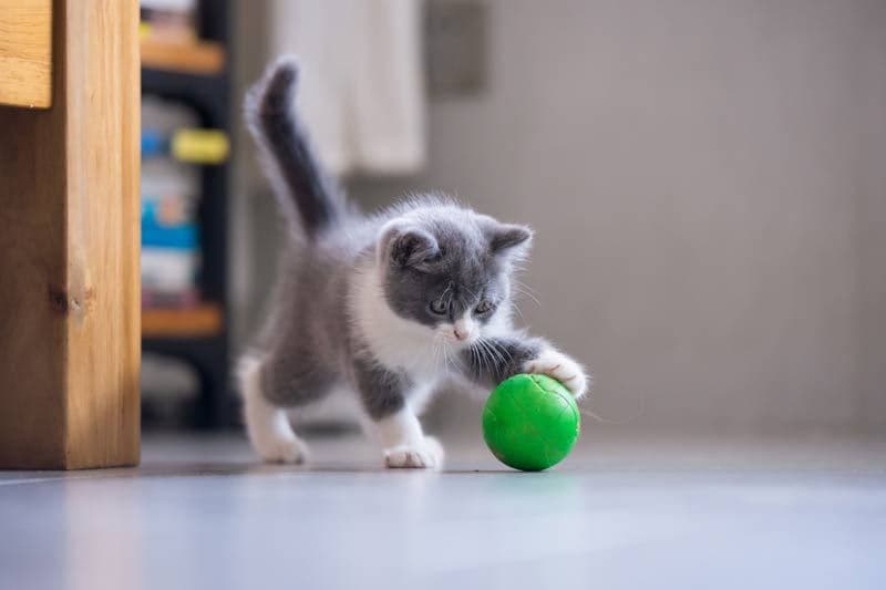 gato jugando