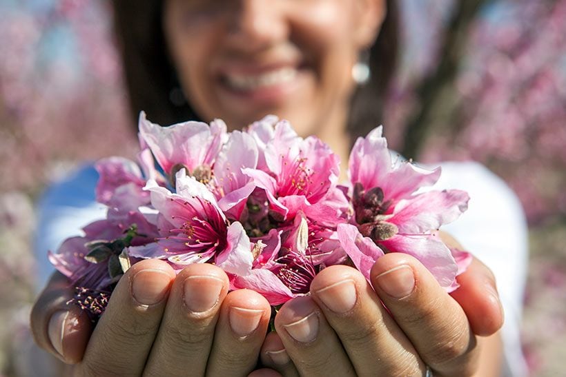 Flores de los melocotoneros en Cieza, Murcia