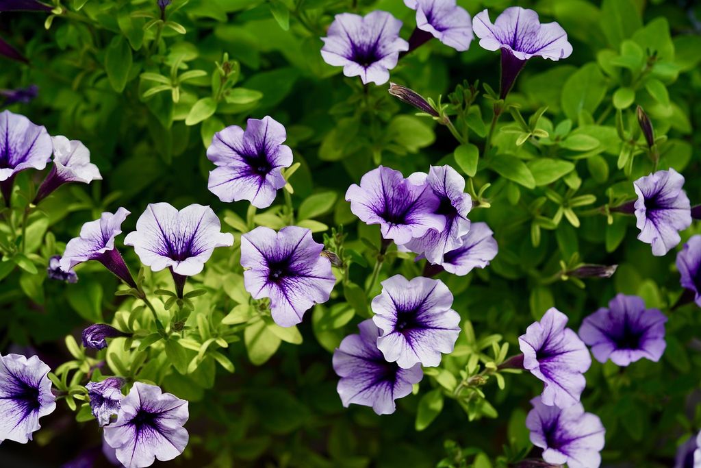 Petunia (Petunia x hybrida) 