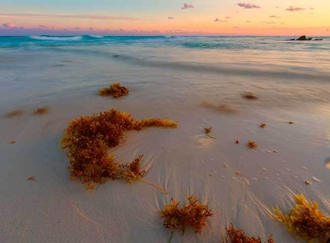 Playa del Caribe 