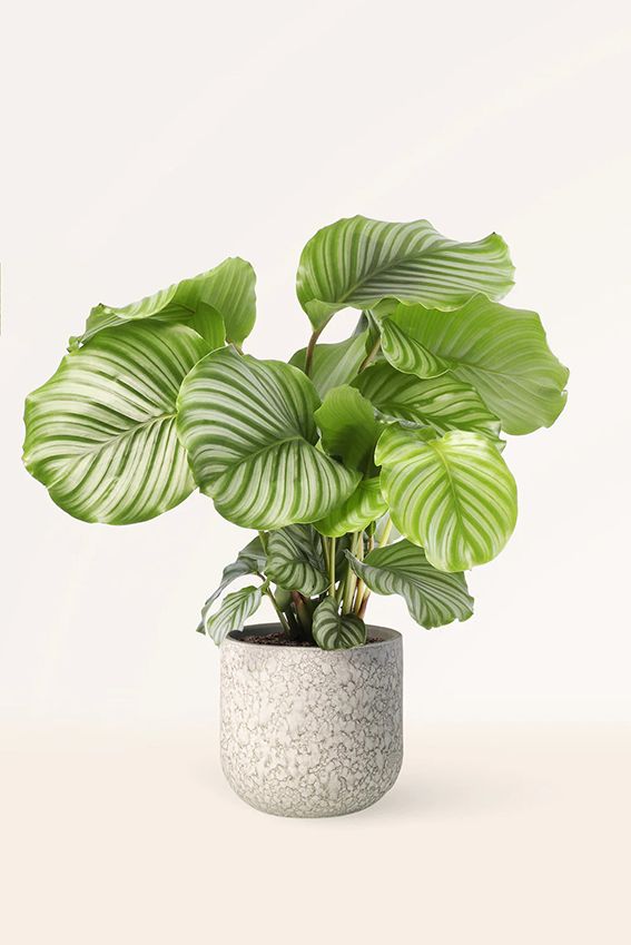 calathea orbifolia 09a