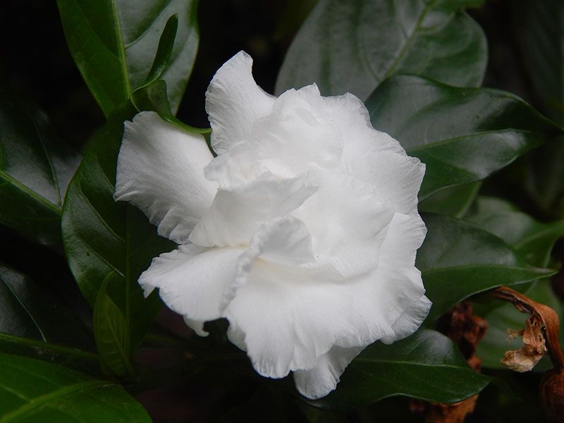 cultivar gardenia 9