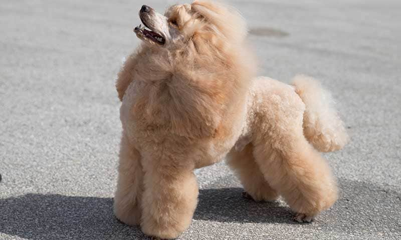 razas perro caniche mediano