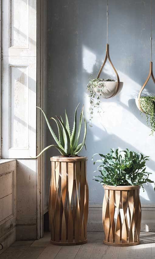 plantas feng shui 10a