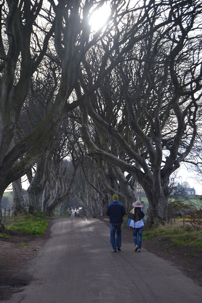 dark hedges 2a