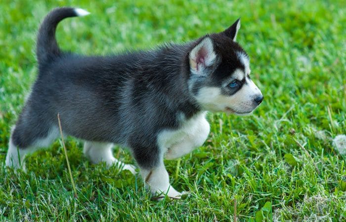 pomsky-husky