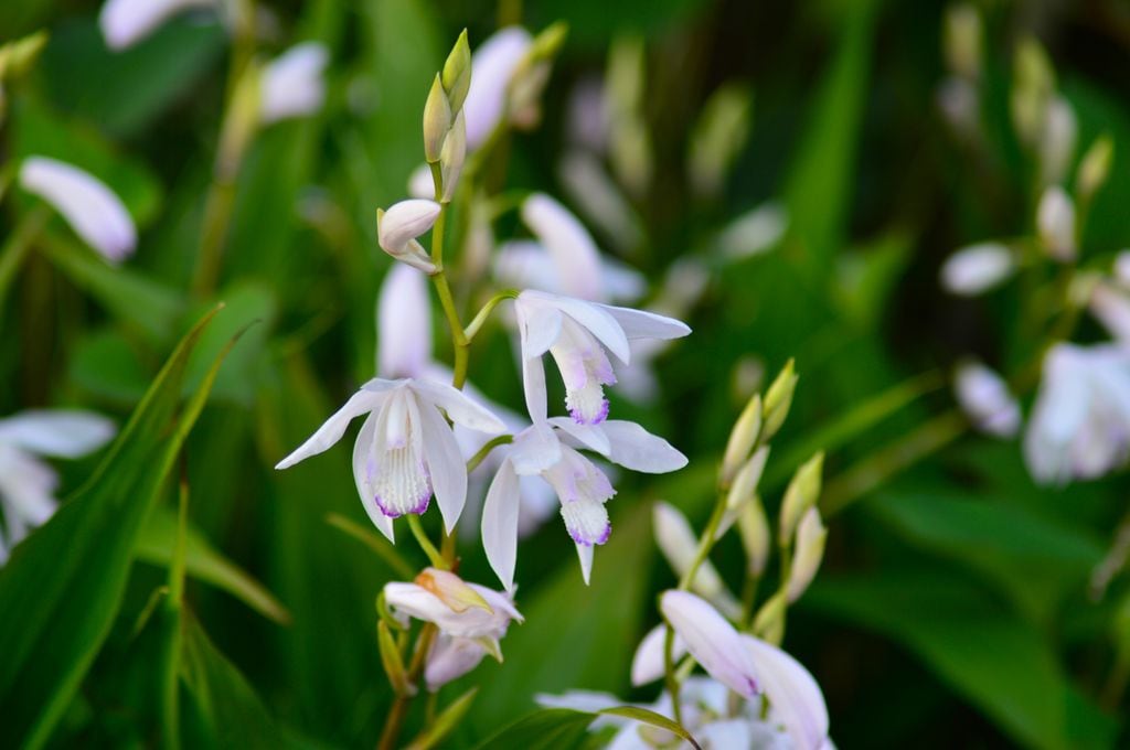  Bletilla Striata 