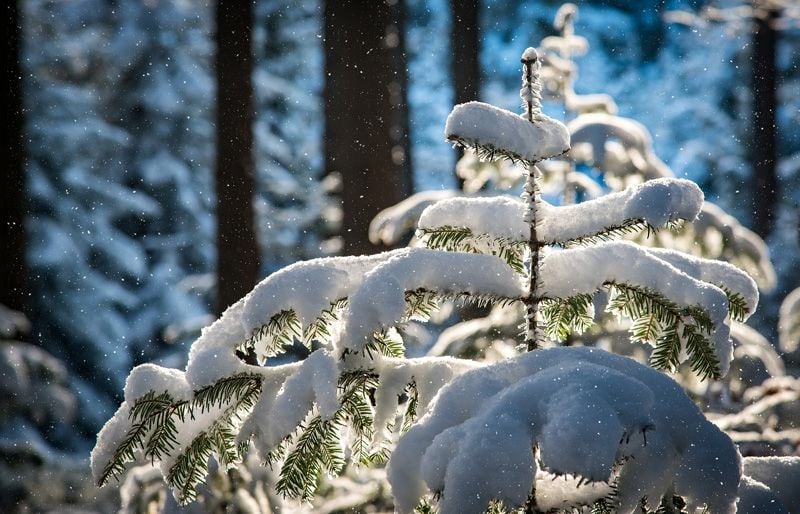 arboles jardin resistentes frio heladas hola decoracion 02